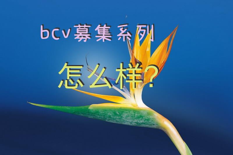bcv募集系列怎么样？